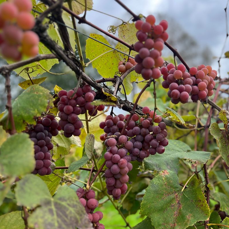 Catawba heirloom grapes